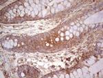 UBE2D2 Antibody in Immunohistochemistry (Paraffin) (IHC (P))