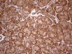 UBE2D2 Antibody in Immunohistochemistry (Paraffin) (IHC (P))