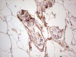 UBE2D2 Antibody in Immunohistochemistry (Paraffin) (IHC (P))