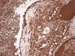 UBE2D2 Antibody in Immunohistochemistry (Paraffin) (IHC (P))