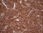 UBE2D2 Antibody in Immunohistochemistry (Paraffin) (IHC (P))