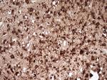 FARSB Antibody in Immunohistochemistry (Paraffin) (IHC (P))