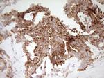 FARSB Antibody in Immunohistochemistry (Paraffin) (IHC (P))