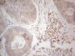 Hairless Antibody in Immunohistochemistry (Paraffin) (IHC (P))