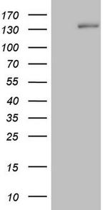 Hairless Antibody in Western Blot (WB)