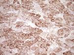 KLF2 Antibody in Immunohistochemistry (Paraffin) (IHC (P))