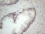 RORB Antibody in Immunohistochemistry (Paraffin) (IHC (P))