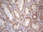 RORB Antibody in Immunohistochemistry (Paraffin) (IHC (P))