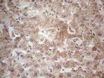 RORB Antibody in Immunohistochemistry (Paraffin) (IHC (P))