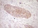 KLF2 Antibody in Immunohistochemistry (Paraffin) (IHC (P))