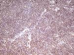 HMG20A Antibody in Immunohistochemistry (Paraffin) (IHC (P))