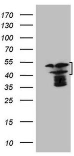 HMG20A Antibody in Western Blot (WB)