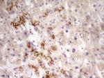 PAPSS2 Antibody in Immunohistochemistry (Paraffin) (IHC (P))