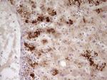 Apolipoprotein H Antibody in Immunohistochemistry (Paraffin) (IHC (P))