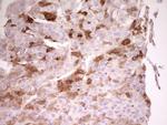 Apolipoprotein H Antibody in Immunohistochemistry (Paraffin) (IHC (P))