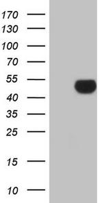 Apolipoprotein H Antibody in Western Blot (WB)