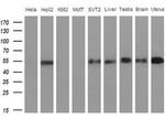 Apolipoprotein H Antibody in Western Blot (WB)