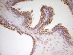 Apolipoprotein H Antibody in Immunohistochemistry (Paraffin) (IHC (P))