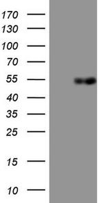 Apolipoprotein H Antibody in Western Blot (WB)