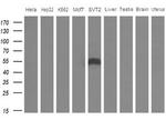 Apolipoprotein H Antibody in Western Blot (WB)