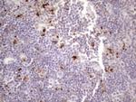 NR2C2 Antibody in Immunohistochemistry (Paraffin) (IHC (P))