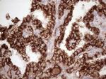 NR2C2 Antibody in Immunohistochemistry (Paraffin) (IHC (P))