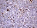 NR2C2 Antibody in Immunohistochemistry (Paraffin) (IHC (P))