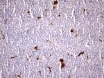 NR2C2 Antibody in Immunohistochemistry (Paraffin) (IHC (P))