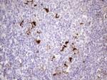 NR2C2 Antibody in Immunohistochemistry (Paraffin) (IHC (P))