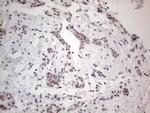 NR2C2 Antibody in Immunohistochemistry (Paraffin) (IHC (P))