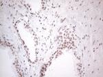 NR2C2 Antibody in Immunohistochemistry (Paraffin) (IHC (P))