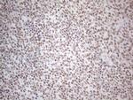 NR2C2 Antibody in Immunohistochemistry (Paraffin) (IHC (P))