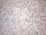 NR2C2 Antibody in Immunohistochemistry (Paraffin) (IHC (P))