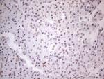 NR2C2 Antibody in Immunohistochemistry (Paraffin) (IHC (P))