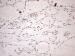 NR2C2 Antibody in Immunohistochemistry (Paraffin) (IHC (P))