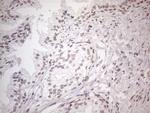 NR2C2 Antibody in Immunohistochemistry (Paraffin) (IHC (P))