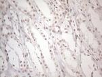 NR2C2 Antibody in Immunohistochemistry (Paraffin) (IHC (P))