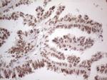 NR2C2 Antibody in Immunohistochemistry (Paraffin) (IHC (P))