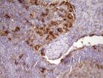 Carboxypeptidase M Antibody in Immunohistochemistry (Paraffin) (IHC (P))