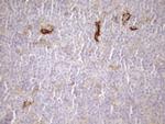 Carboxypeptidase M Antibody in Immunohistochemistry (Paraffin) (IHC (P))