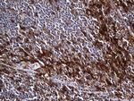 Carboxypeptidase M Antibody in Immunohistochemistry (Paraffin) (IHC (P))