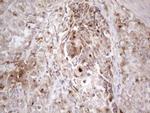 SFRP2 Antibody in Immunohistochemistry (Paraffin) (IHC (P))