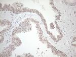 HSF2 Antibody in Immunohistochemistry (Paraffin) (IHC (P))