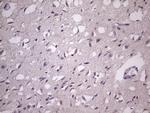 HSF2 Antibody in Immunohistochemistry (Paraffin) (IHC (P))