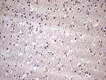 HSF2 Antibody in Immunohistochemistry (Paraffin) (IHC (P))