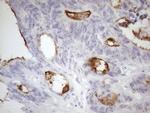 SSX2IP Antibody in Immunohistochemistry (Paraffin) (IHC (P))