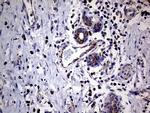 MRPL15 Antibody in Immunohistochemistry (Paraffin) (IHC (P))