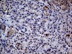 MRPL15 Antibody in Immunohistochemistry (Paraffin) (IHC (P))