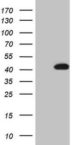 TRIB3 Antibody in Western Blot (WB)