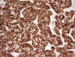 SFRP2 Antibody in Immunohistochemistry (Paraffin) (IHC (P))